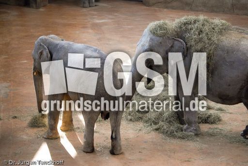 Asiatischer Elefant (16 von 21).jpg